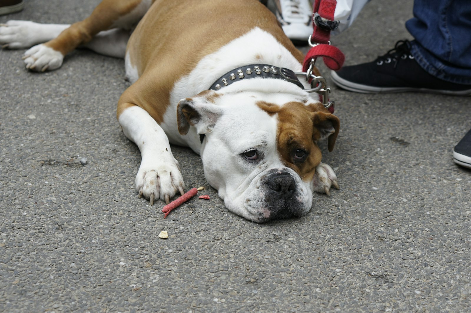 Bulldog Care in Oakland: Why Breed-Savvy Vet Clinics Matter